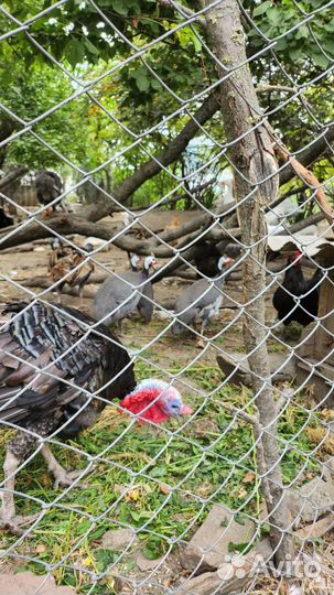 Домашняя птица