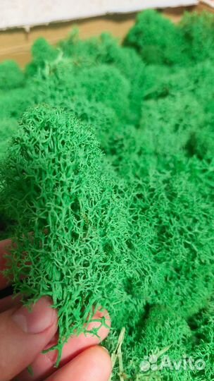 Стабилизированный мох