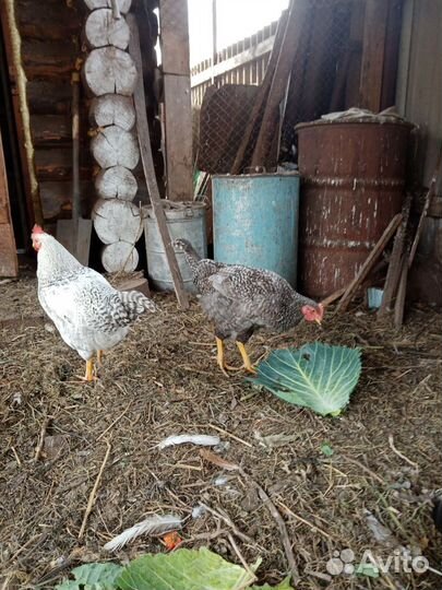 Молодые петухи