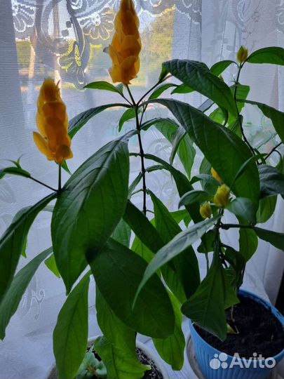 Пахистахис