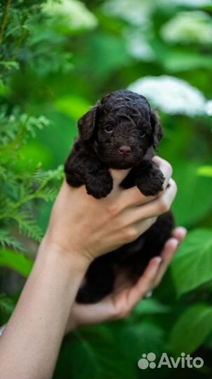 Щенки той -пуделя