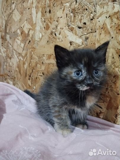 Котенок девочка