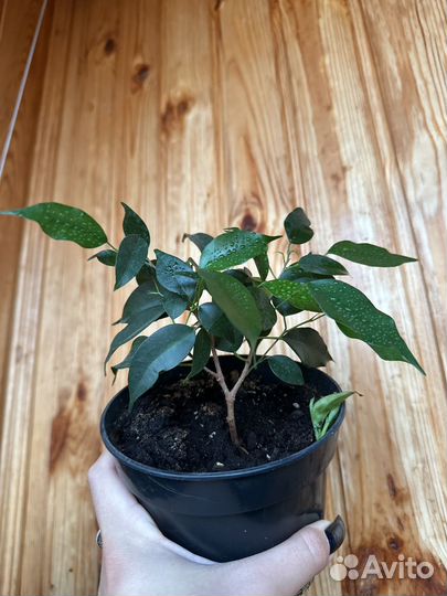 Фикус бенджамина отростки