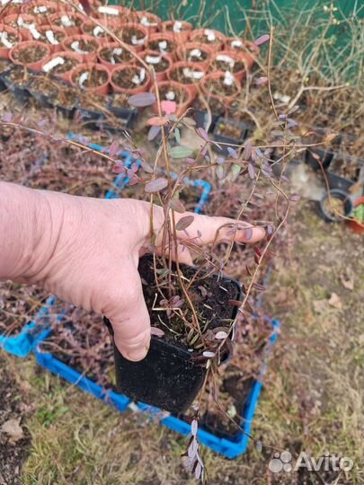 Саженцы клюквы,зкс