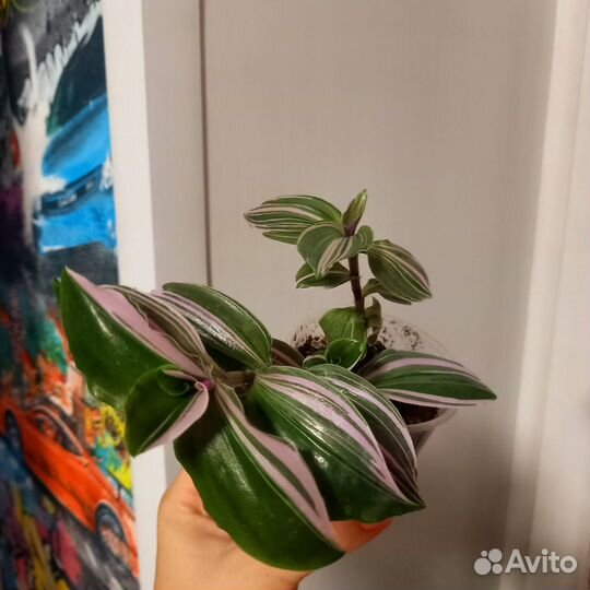 Традесканция пинк