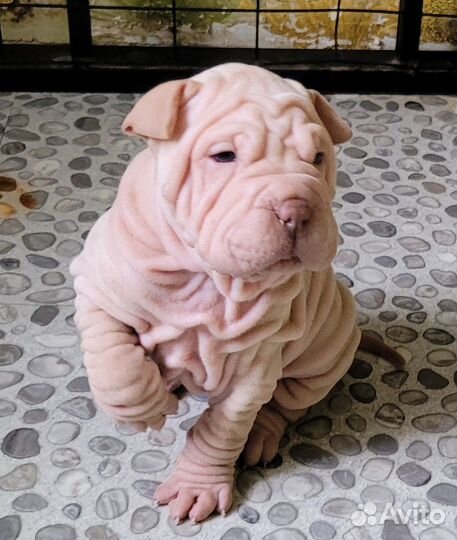 Шарпей девочка