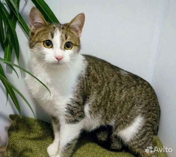 Кошка в дар бесплатно