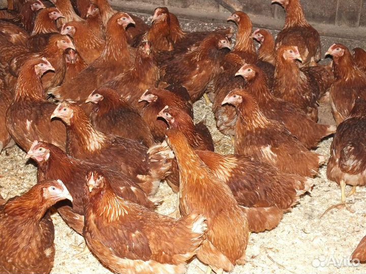 Куры молодки несушки доминант