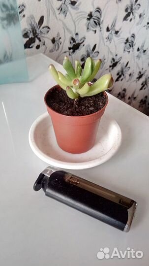 Денежное дерево.Толстянка овальная 