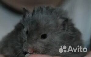 Сирийские Хомяки