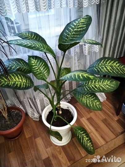 Диффенбахия