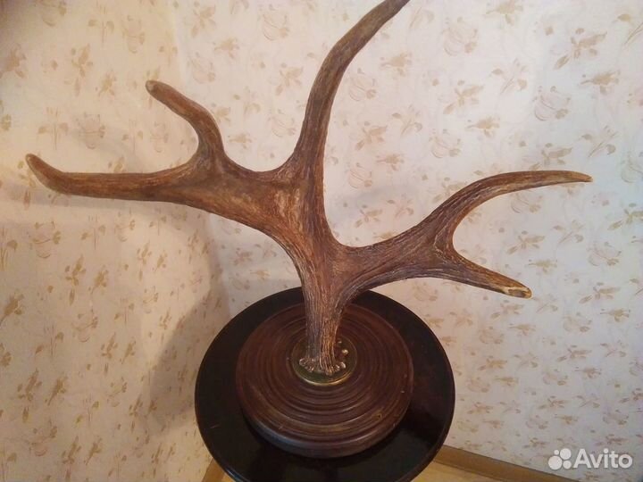 Продам рога лося