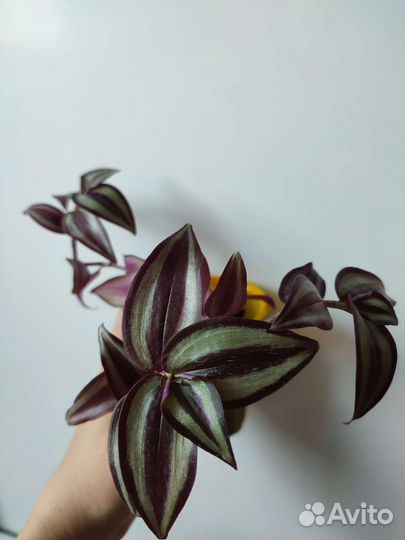 Традесканция зебрина