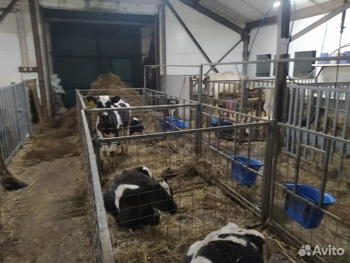 Телочки 1 - 2 мес