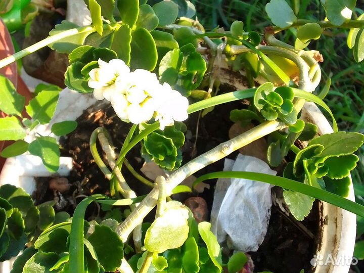 Комнатные растения цветы