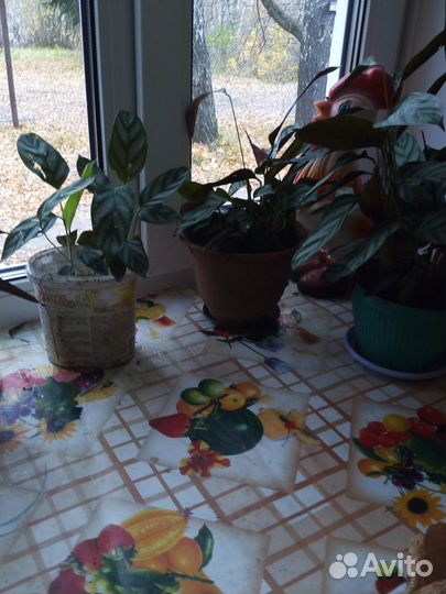 Цветы домашние