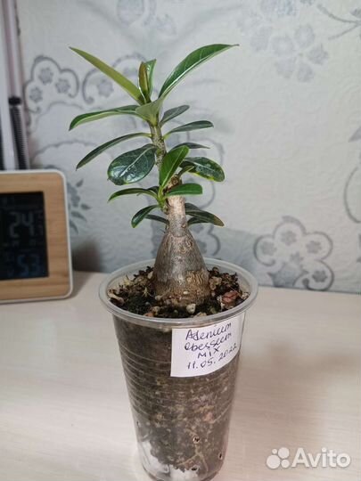 Адениум