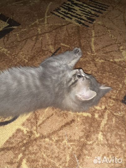 Кошка