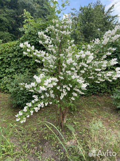 Хоста, спирея, гортензия, дейция