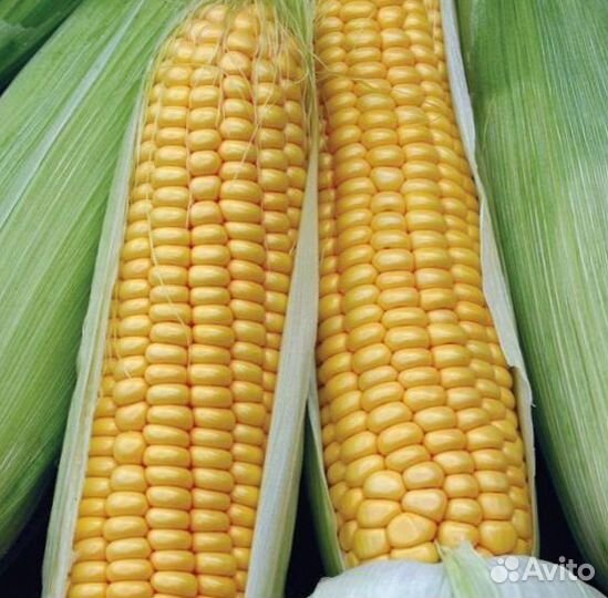 Кукуруза пионер