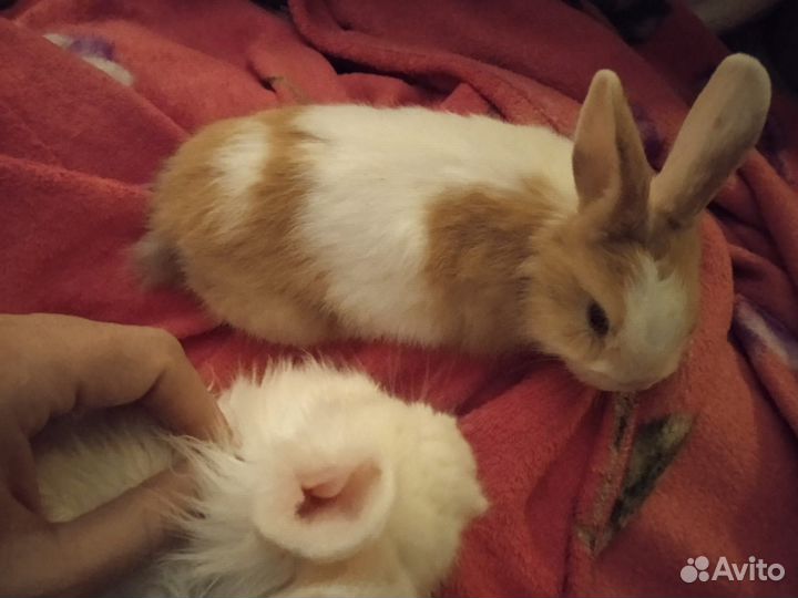 Декоративные карликовые кролики