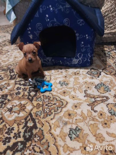 Щенки цвергпинчера мини