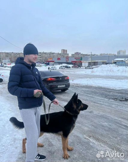 Немецкая овчарка вязка