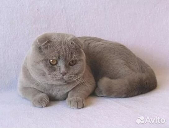 Кот шотландец фото