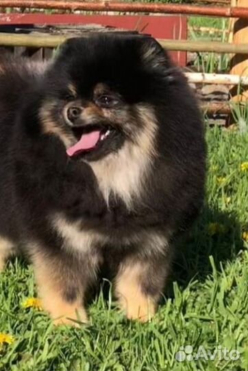 Померанский шпиц медвежьего типа вязка