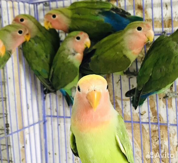 Попугаи Неразлучники Розовощекие