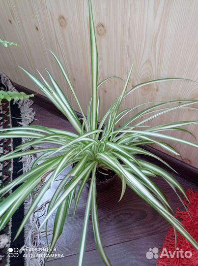 Хлорофитум полосатый