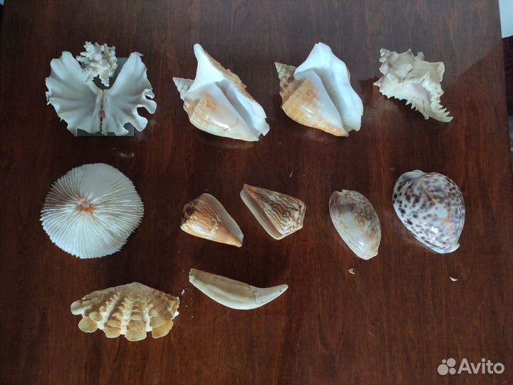 Кокосовый орех,морские ракушки