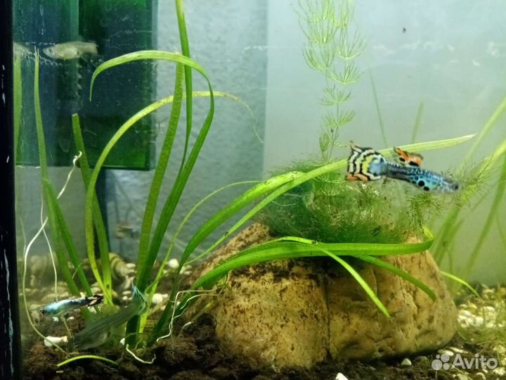 Рыбки Гуппи