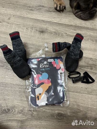 Одежда и обувь для собак