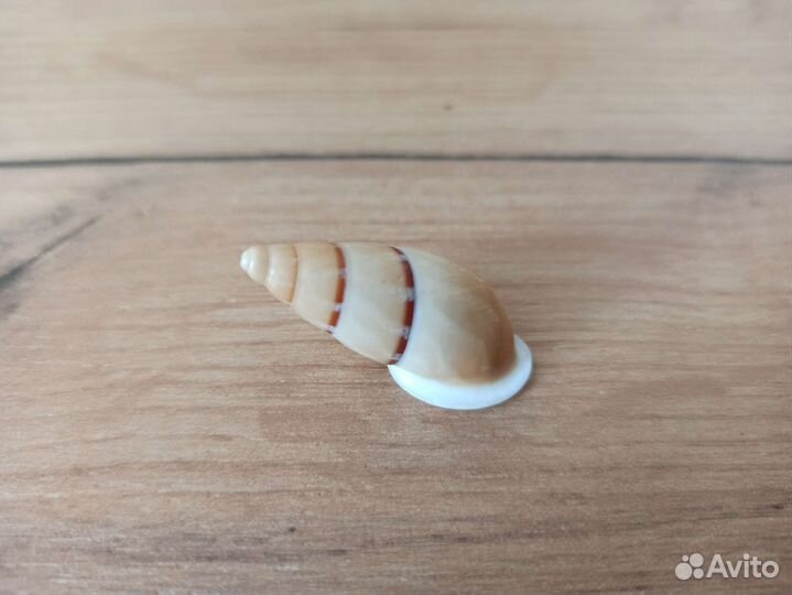 Морская раковина