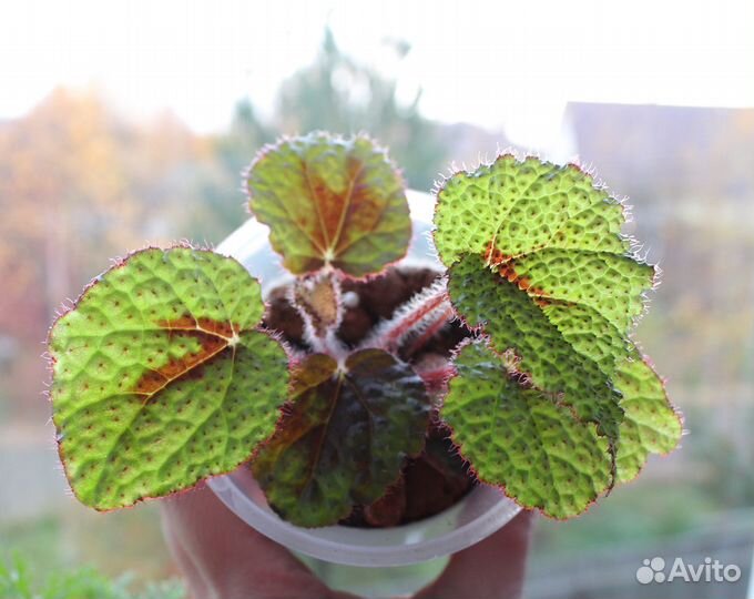 Бегония Мэсона