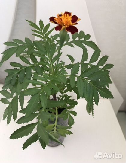 Рассада цветы бархатцы