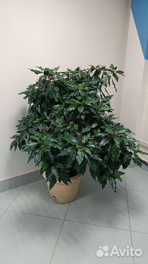 Гибискус китайская роза розовый