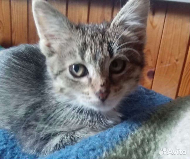 Котята в добрые руки бесплатно