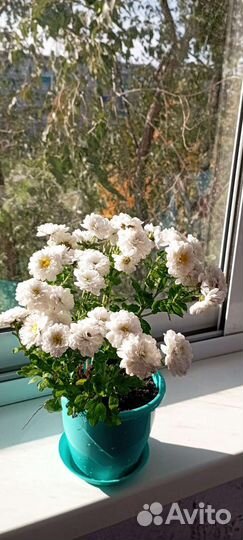 Хризонтема