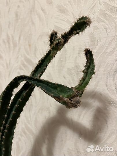 Кактус Цереус Флорида