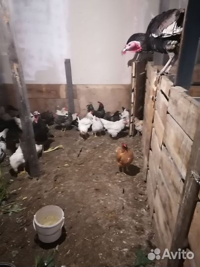 Куры молодки несушки