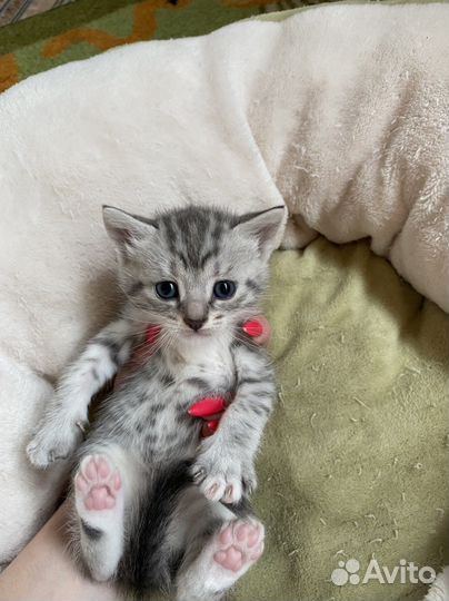 Котята в дар