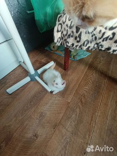 Шотландские прямоухие