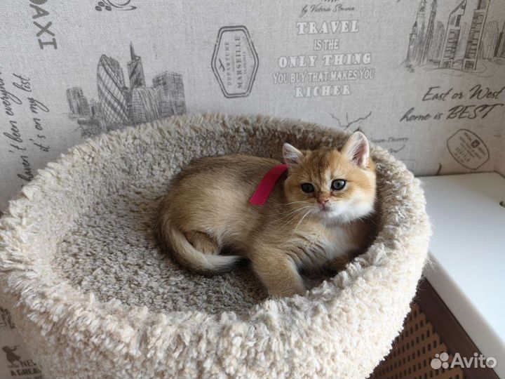 Кошки
