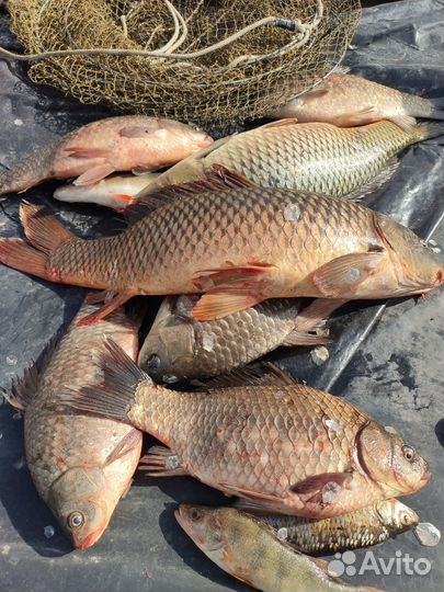 Рыбалка на Дону