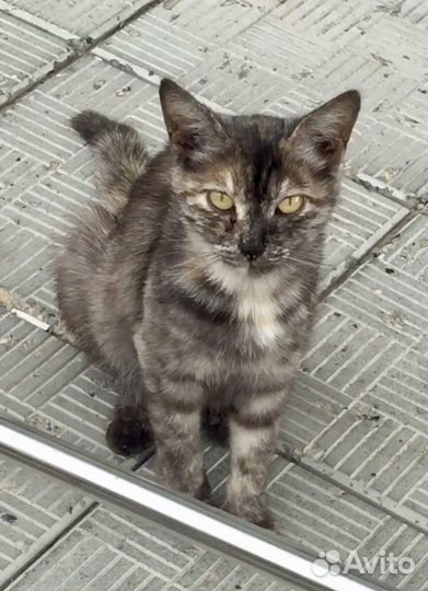 Кошечка трехцветная