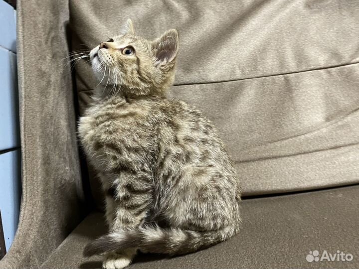 Британский котик