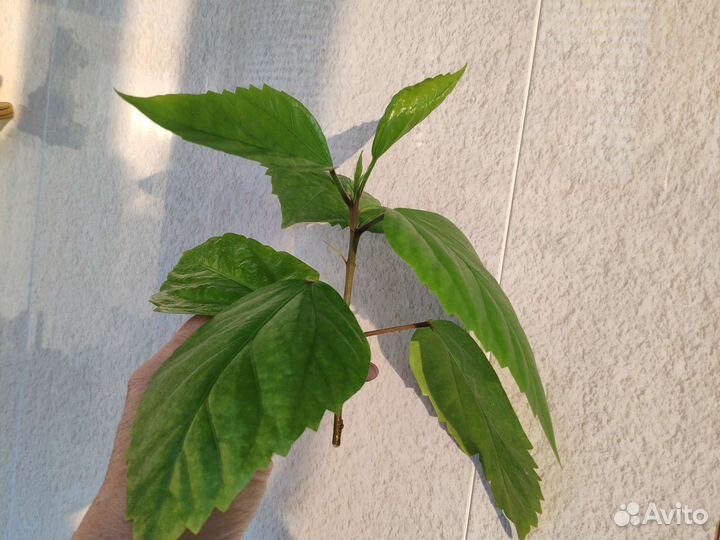 Гибискус китайская роза