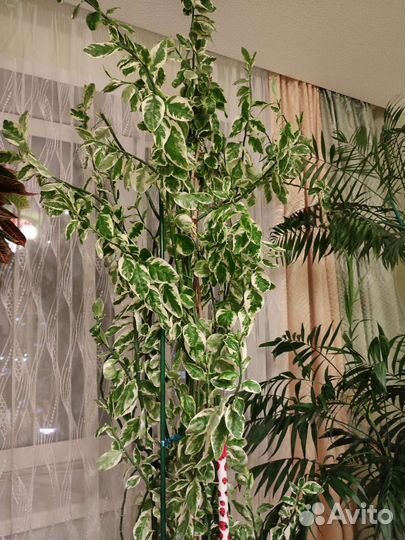 Педилантус